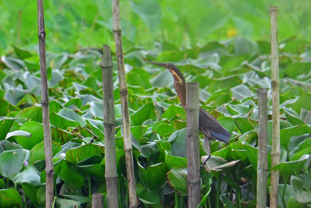 A Black Bittern photographed by Dr. Reuel M. Aguila on campus two days before the incident.