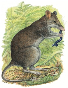shrew-rat