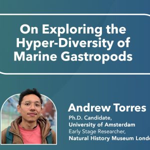 On Exploring the Hyper-Diversity of Marine Gastropods